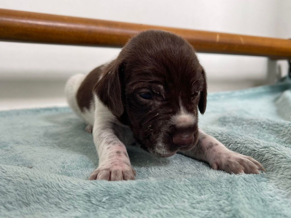 de la Plaine des Bécassiers - Chiots disponibles - Braque allemand à poil court