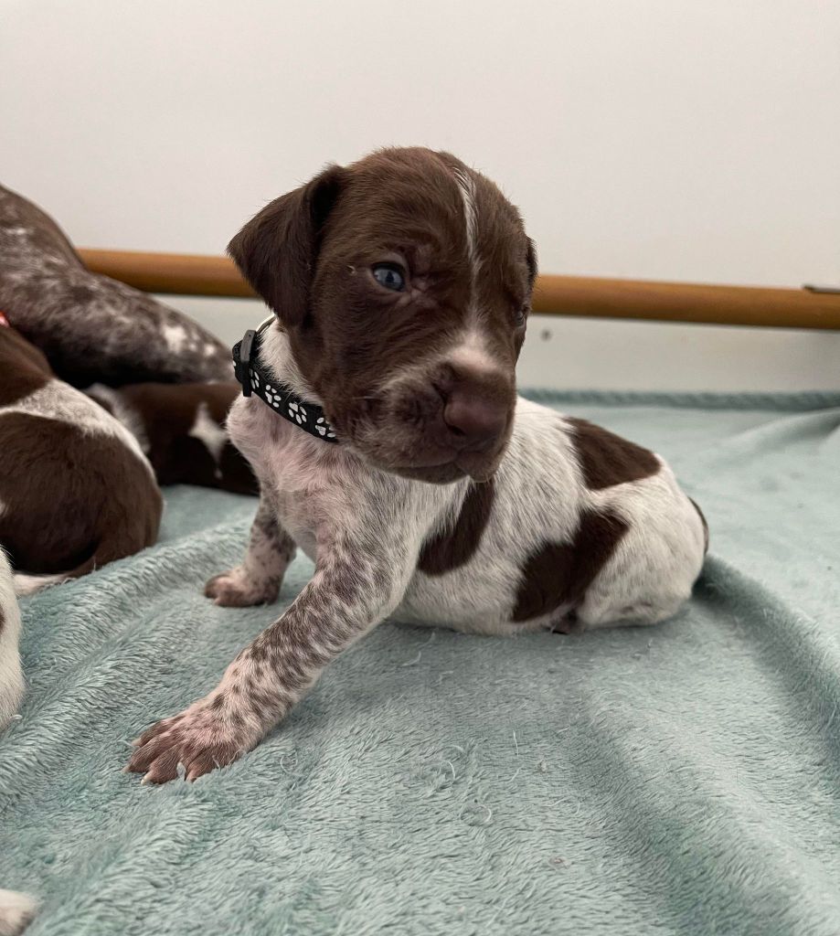 de la Plaine des Bécassiers - Chiots disponibles - Braque allemand à poil court