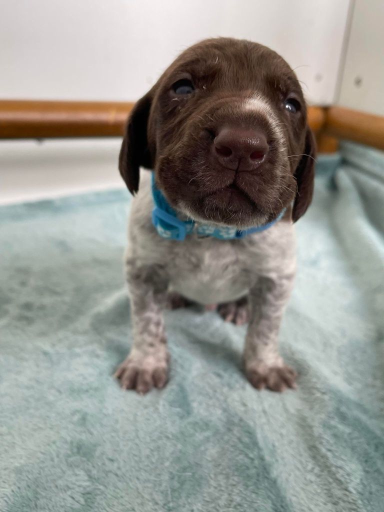 de la Plaine des Bécassiers - Chiots disponibles - Braque allemand à poil court